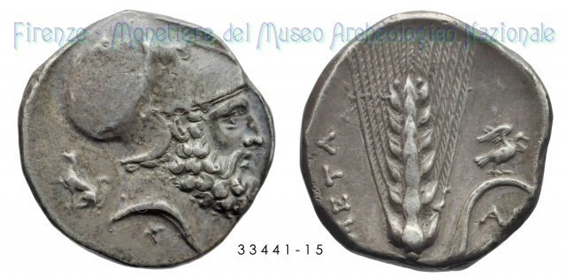 Testa elmata di Leukippos_Spiga di grano 340-330 a.C. (Metapontion)