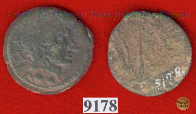 Testa giovanile / tridente (HN Italy 203)  (Vatluna)