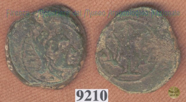 Testa giovanile / tridente (HN Italy 203)  (Vatluna)